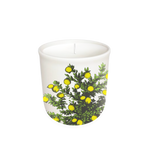 Annapolis Candle Boxed Candle Terrace Lemon Tree