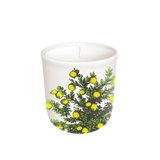 Annapolis Candle Boxed Candle Terrace Lemon Tree